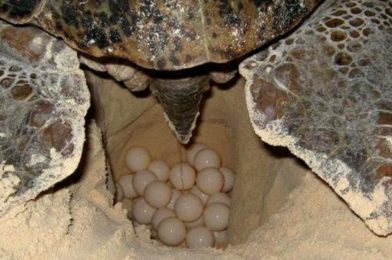 Temporada de anidación de tortugas Marinas en la Riviera Maya