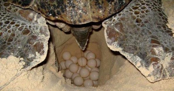 anidacion tortugas marinas riviera maya cancun mexico