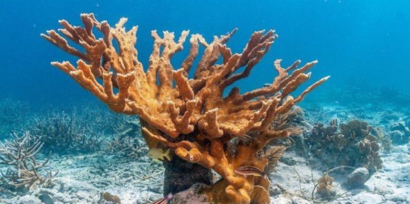 coral cuerno de alce - Gran arrecife maya de Puerto Morelos