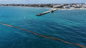 Floating sargassum barriers in Cancun as part of coastal protection efforts